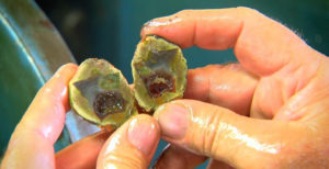 Mt Hay Gemstone Park Rockhampton