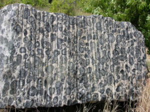 Orbicular Granite