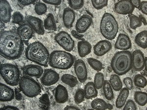 Orbicular Granite