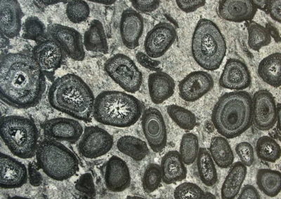 Orbicular Granite