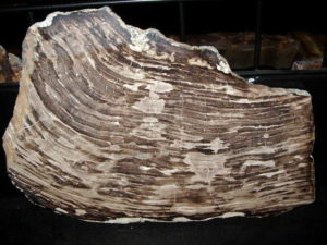 Aradon Petrified Wood