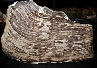 Aradon Petrified Wood
