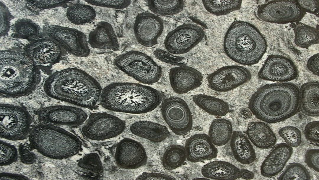 orbicular-granite