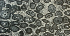 Orbicular Granite